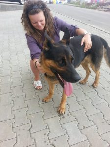 caine lup gasit in Apahida