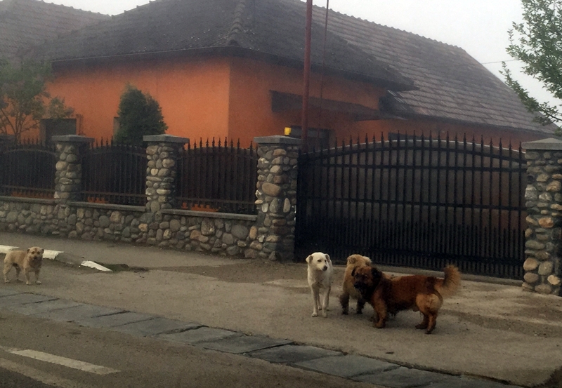 Haitele de câini fără stăpân terorizează Apahida. Una dintre aceste haite era de dimineață în fața casei primarului PSD