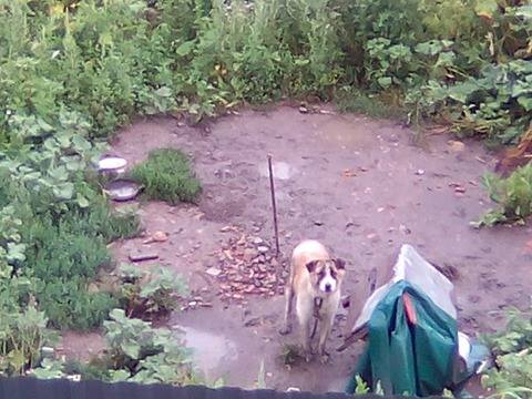 Câine chinuit de niște stăpâni fără suflet. Primăria îi trimite pe oameni la Poliție … iar Poliția înapoi la Primărie