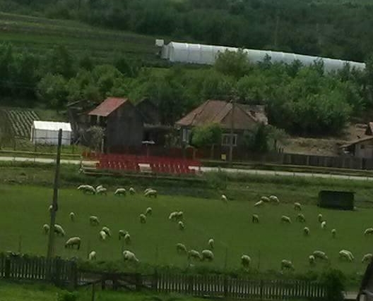 Pe terenul de fotbal din Pata, pasc oile